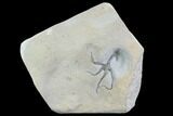 Exceptional, Jurassic Brittle Star (Palaeocoma) - Lyme Regis #93977-1